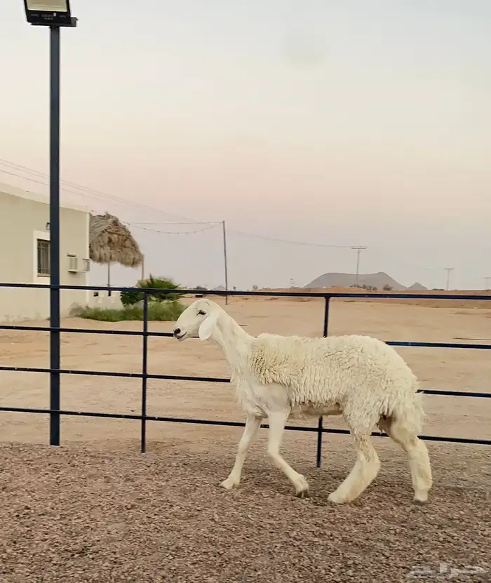 للبيع رخل حريه كفوو 1