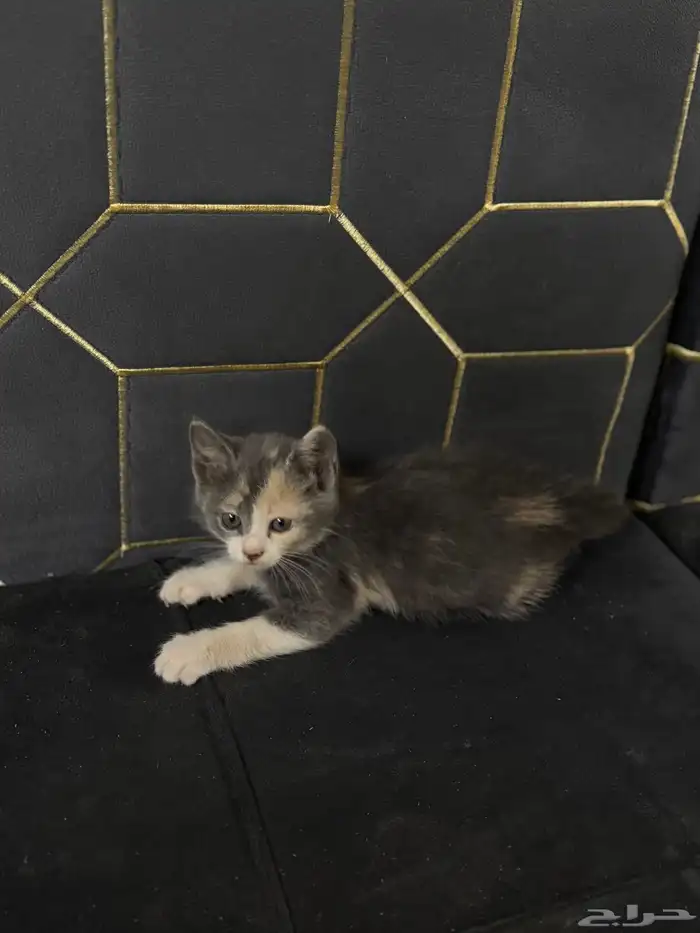 قطط شيرازي وهملايا 4
