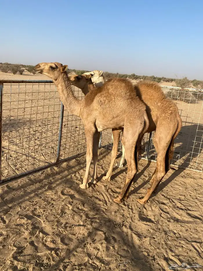 قعدان حليب شرط ونضيفه عمرها 5 شهور 2