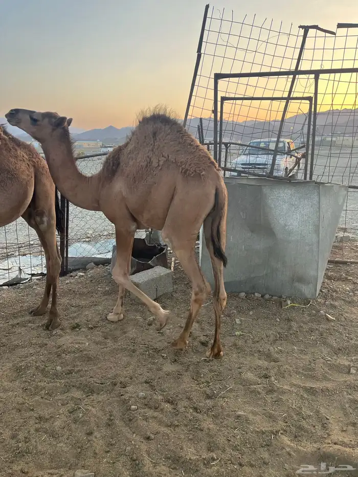 قعدان طيبات 3