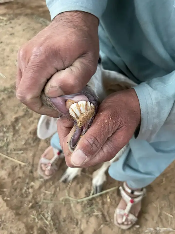 حريات متابيع 1