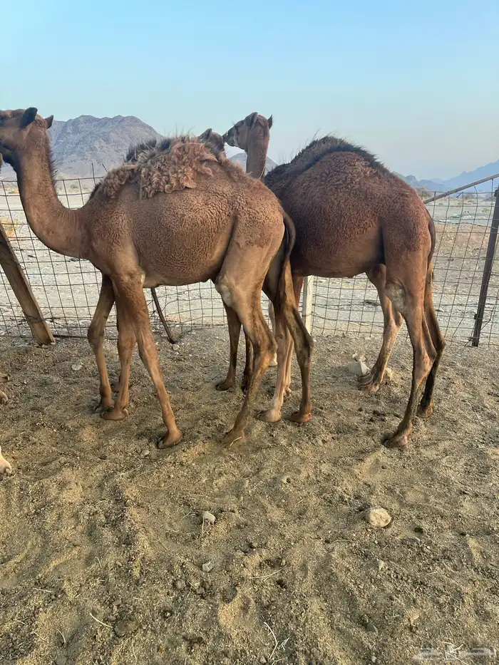 قعدان طيبات 1