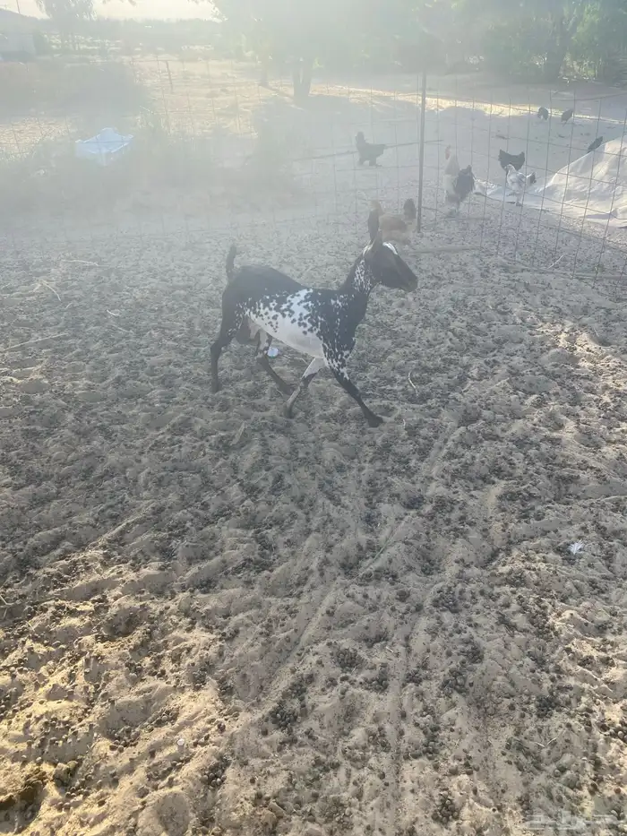 عنز جنوبيه 3