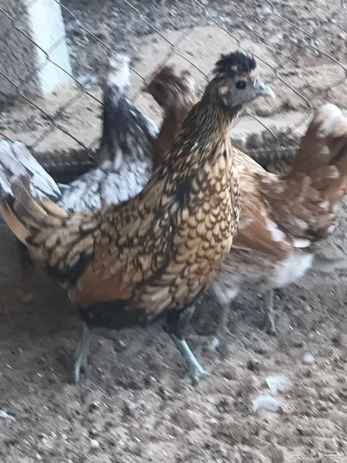 دجاج كويتي 14