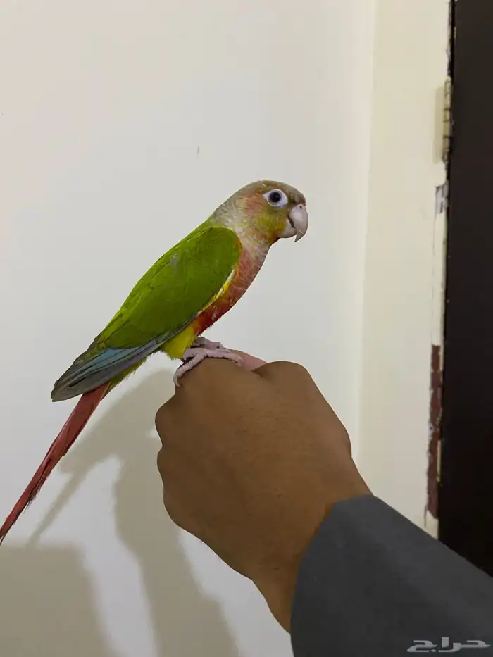 كنيور اليف ومتكلم 2