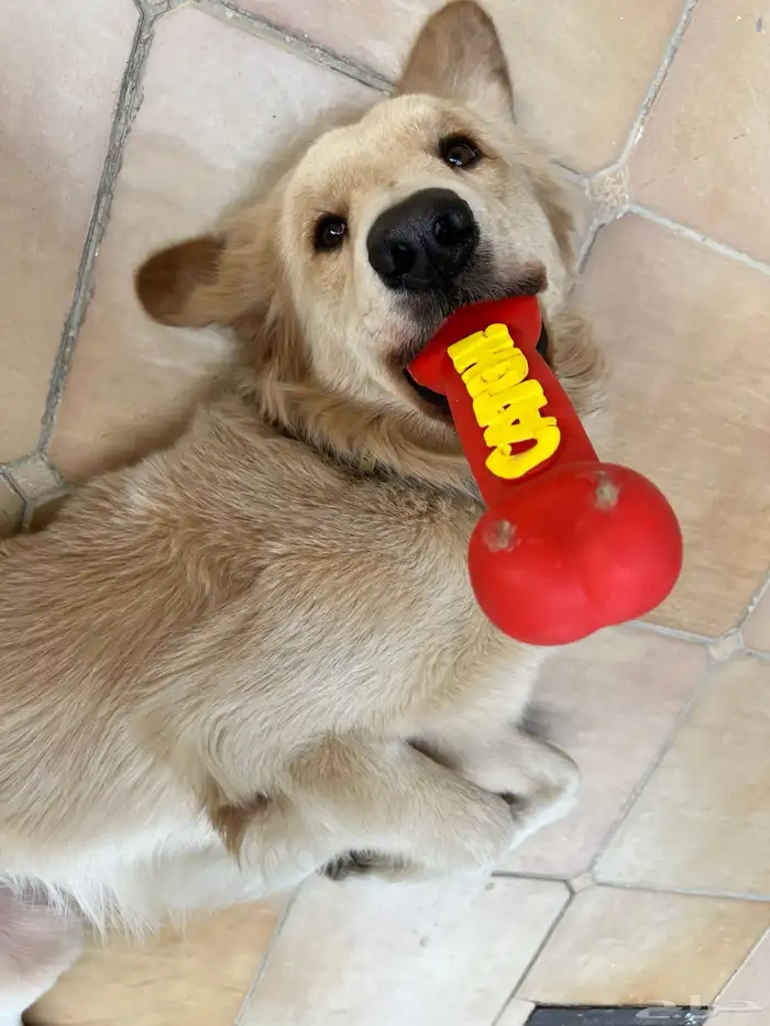 Golden retriever جولدن ريتريفر 2