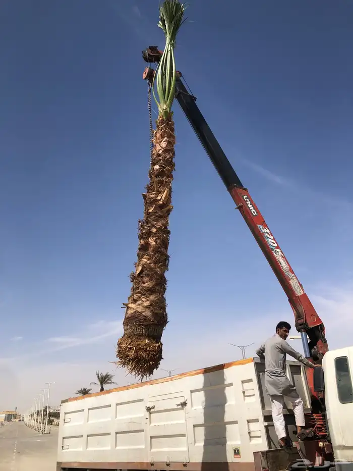 نخيل واشنطني زينه بسعار مناسبه 47