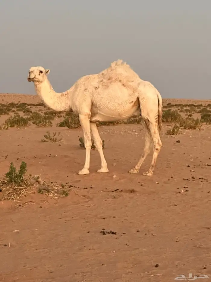 وضحى لقحة لها في اللقاح 10 شهور على رماني 0