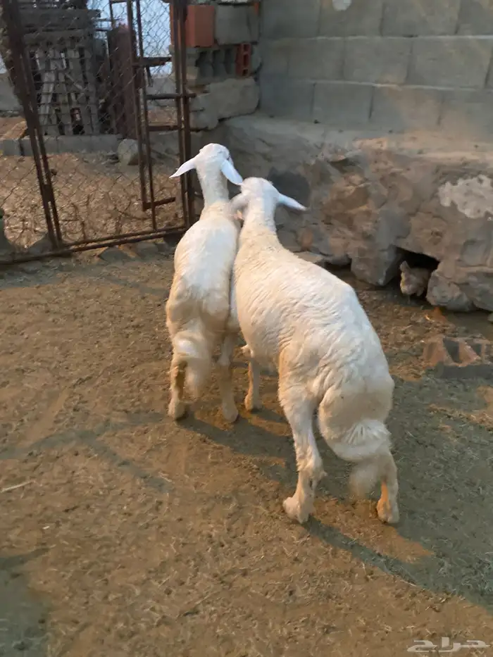 خرفان للبيع 2