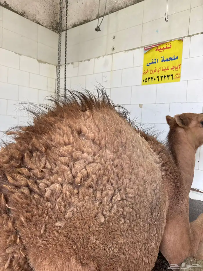 فاخر من الاخر عمر الحاشي خمس اشهر والطعم حلو ولذيذ وتحدي 0