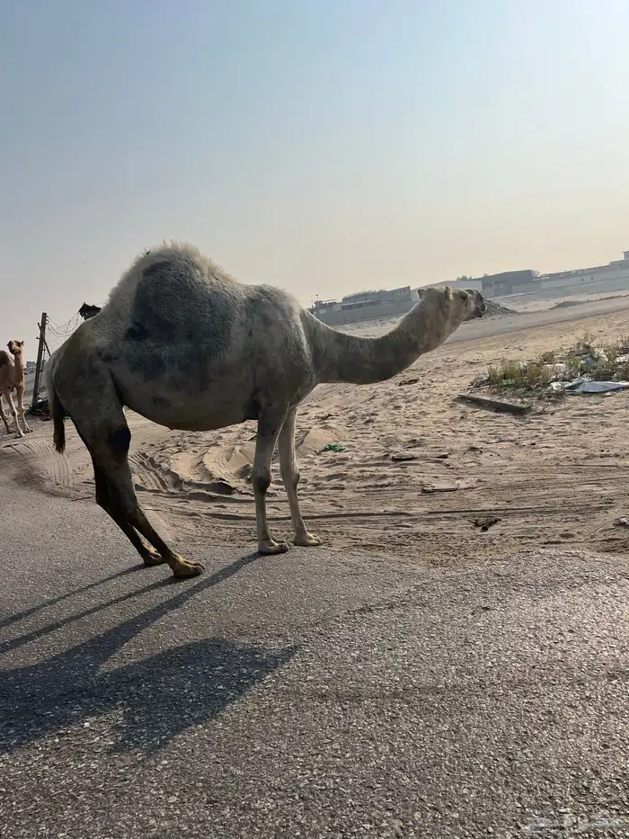 ثلاث لقحات للبيع 1