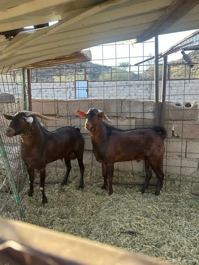 للبيع فحول دهم 4