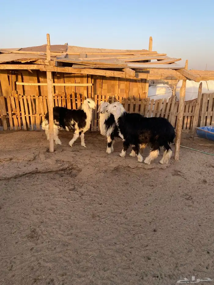 البيع طليان نجد شحم ونظاف 2