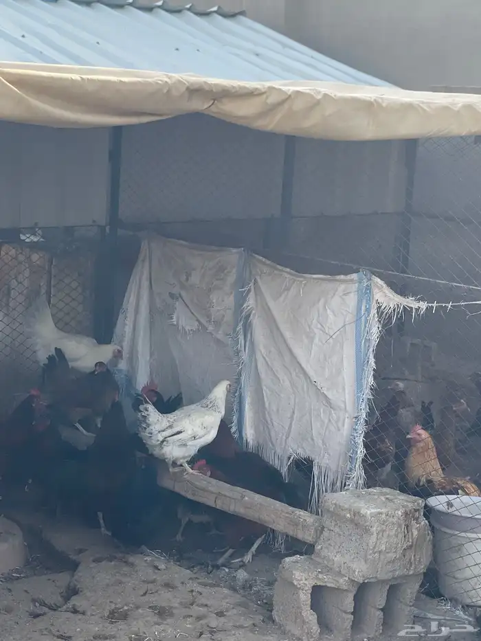 عرض دجاج فرنسي 1