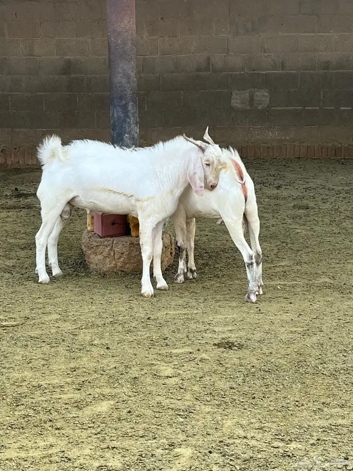 عدد 2 تيوس بيشية برص 3