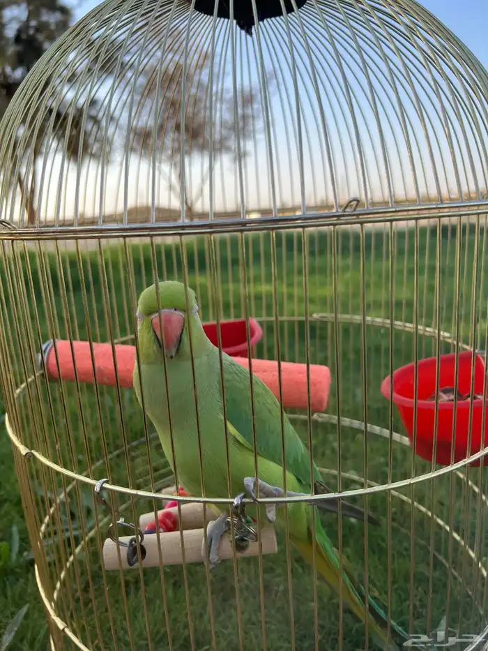بغبغا الدره 7