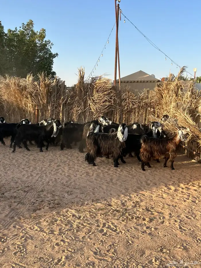 معزا عوارض 4
