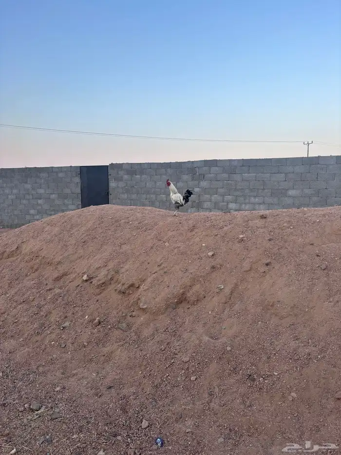 ديك بلدي 0