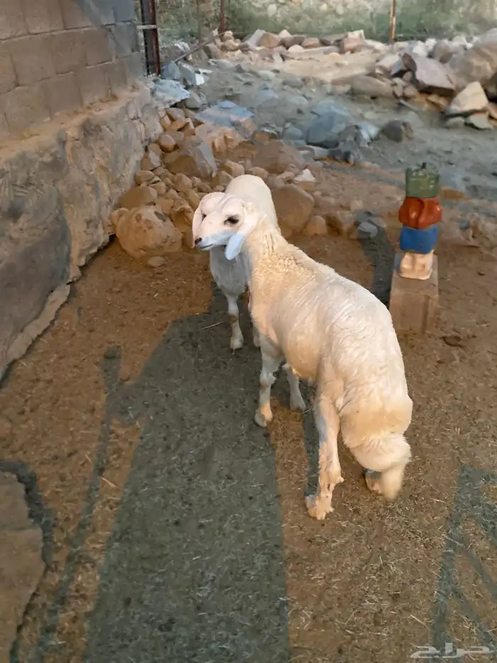 خرفان للبيع 1