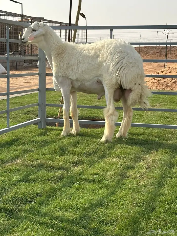 مشاريع فحول حريات 2