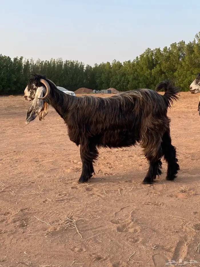 معز عوارض صنف معرفات 3