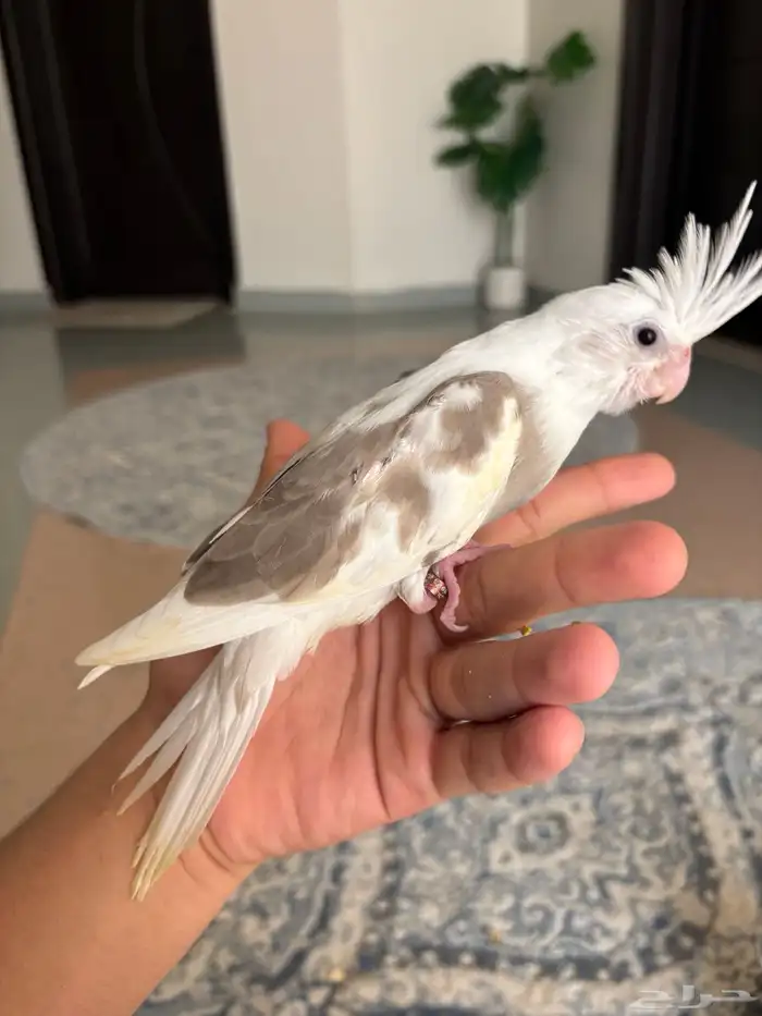 فروخ كروان ( بصمات - وبايد ) تصنيفات جميلة 2