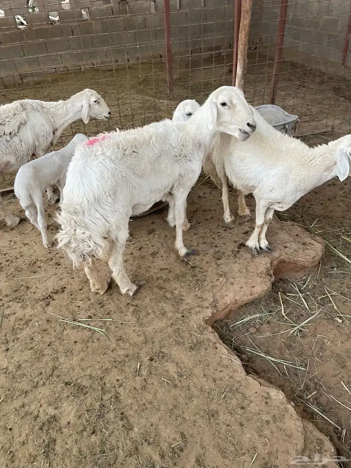 حريات متابيع 0