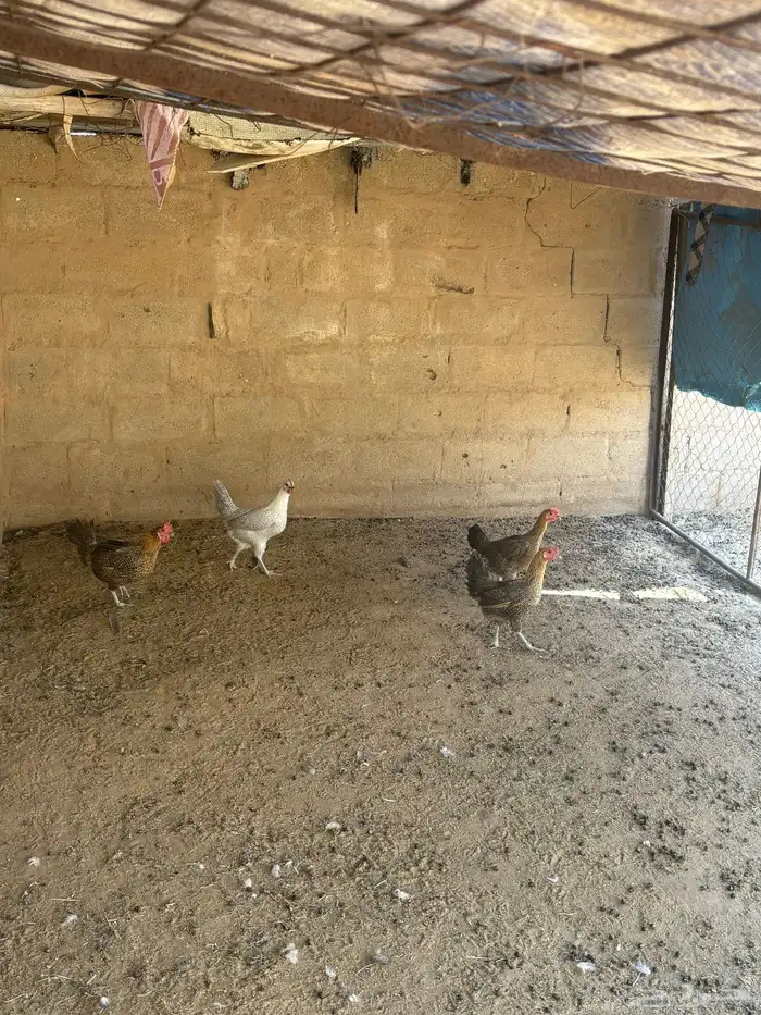 دجاج 24 0