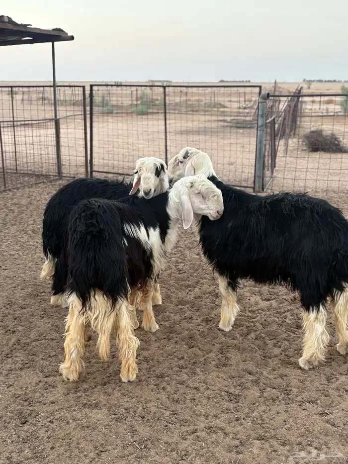 طليان نجد ذبايح 2