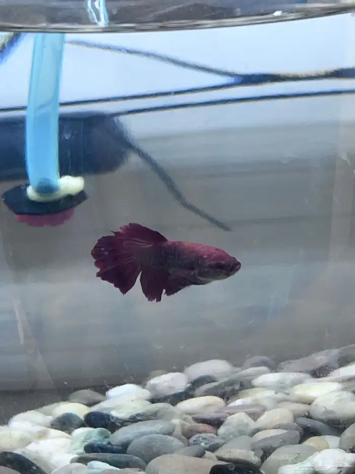 Large male and female betta fish 3