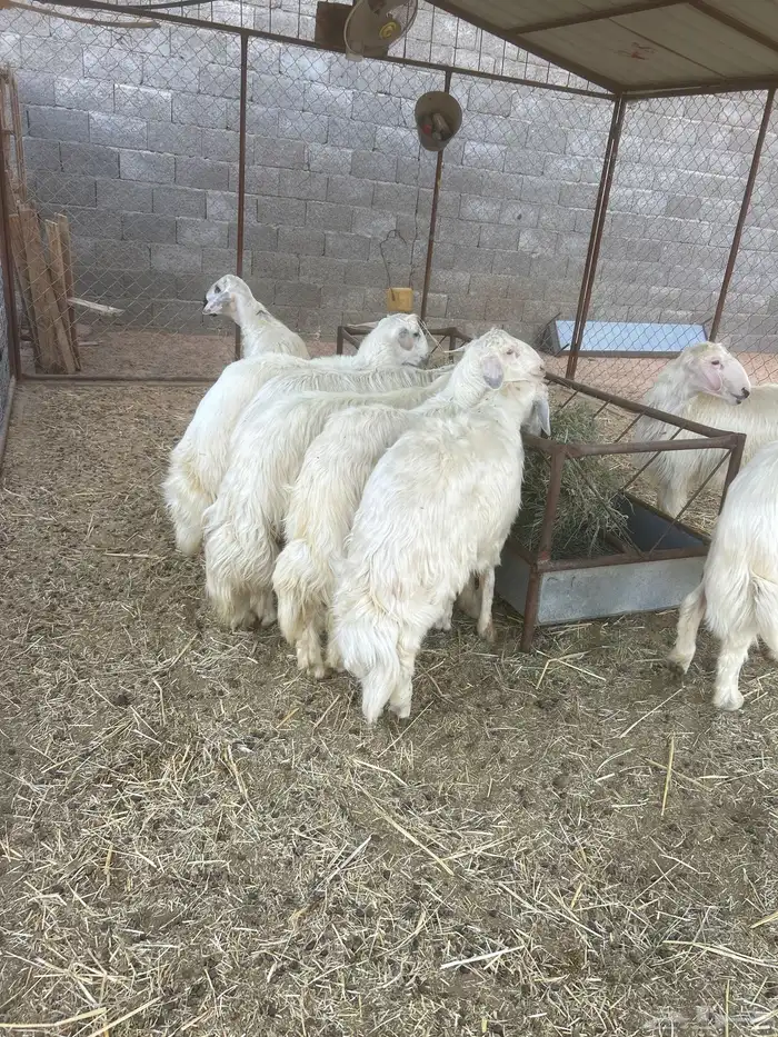 خرفان بلديه صفر نجران وتيوس بلديه دغس 62