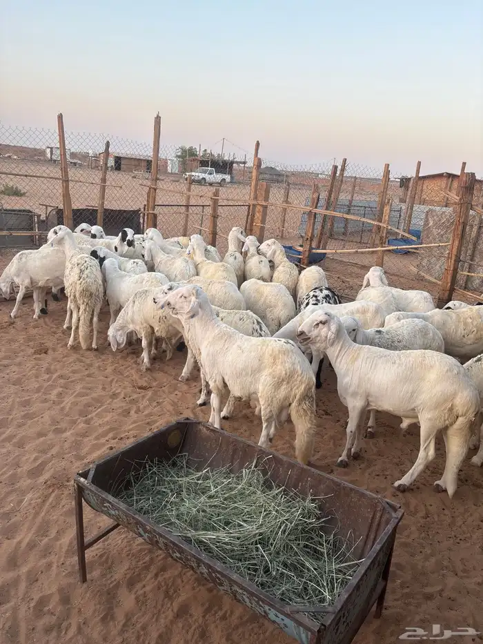 سواكن 2