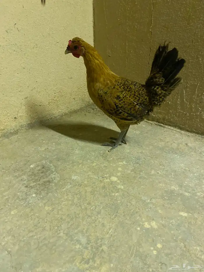 دجاج بلدي 2