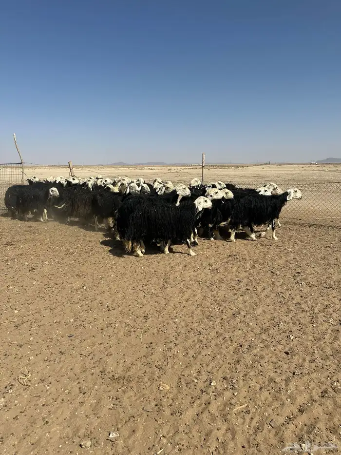 نجد دفيع طيبه 2