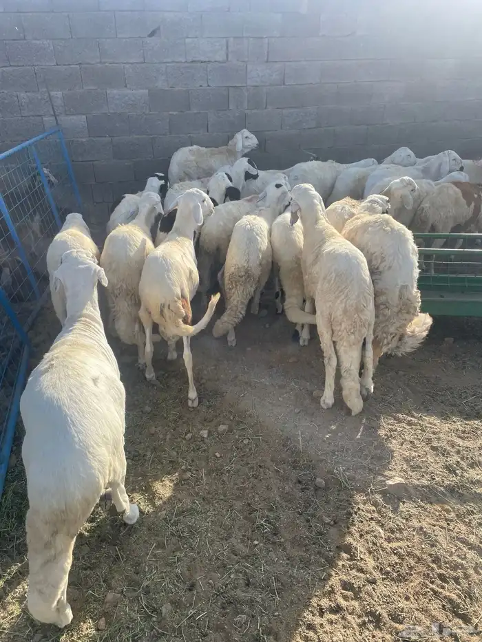 سواكن جبره 0