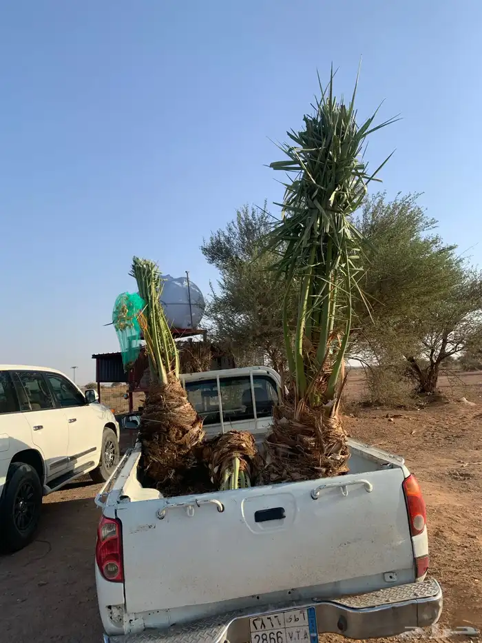 حوشانة شرازية دقلة نور 1