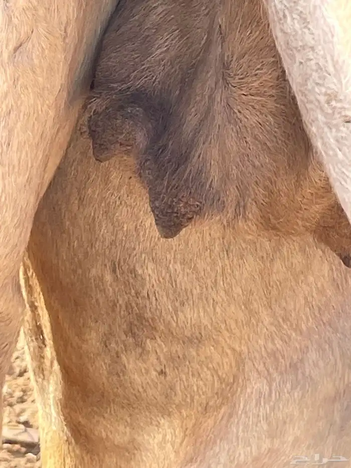 للبيع لقحه كفو لها تقريبا 9 شهور 2