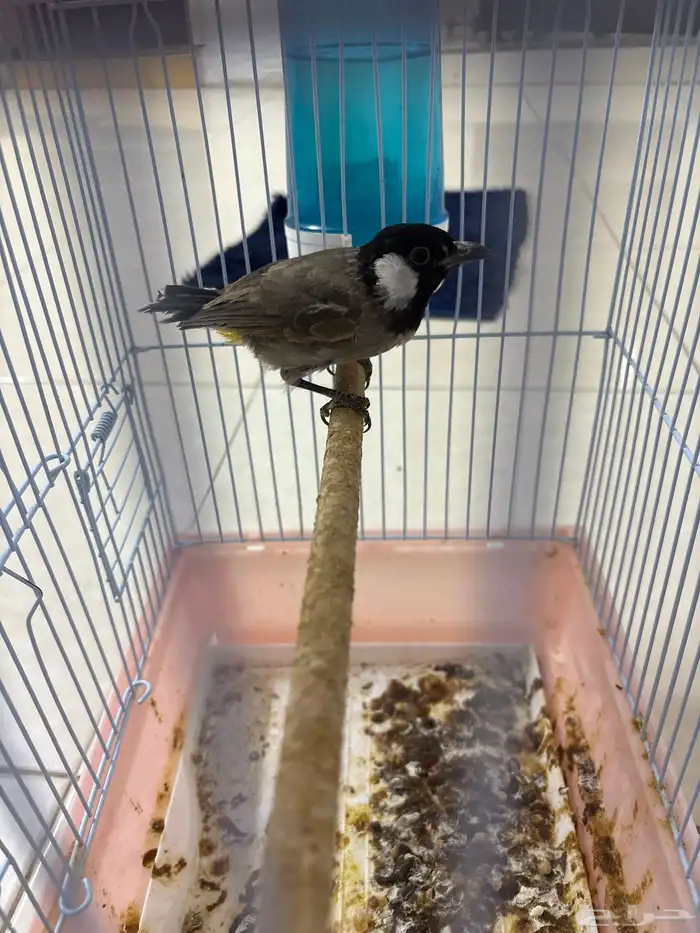 بلبول نص تربيه 1