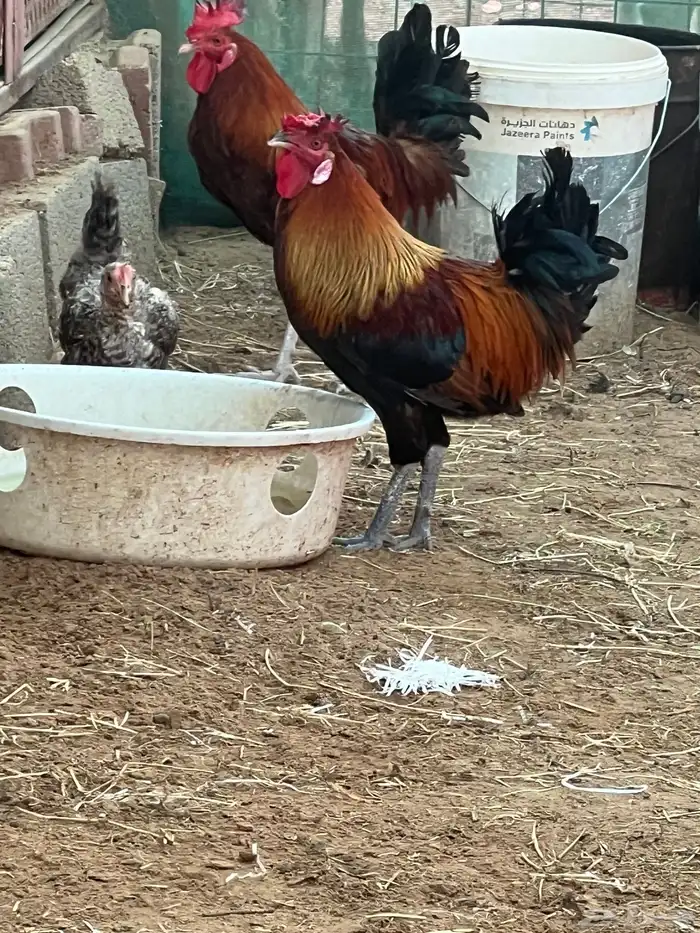 ديوك بلادي طيبه 2