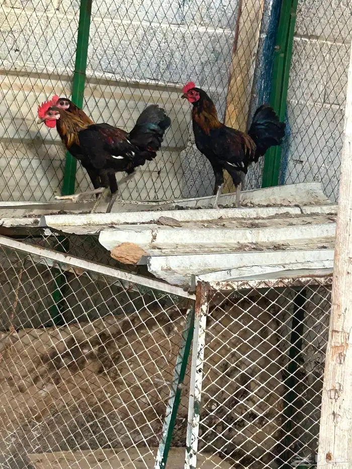 للبيع دياكه 3