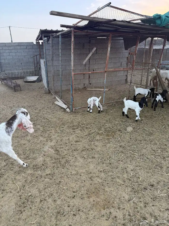 معزاء للبيع نظيفه وأسنانه طيبه 6
