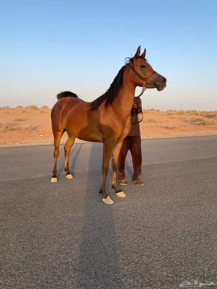 مهره واهو 0