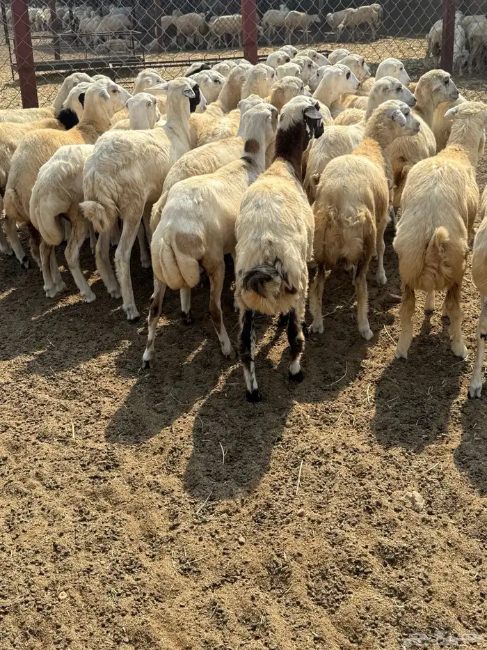 رخال رفيدي شحم فل 2