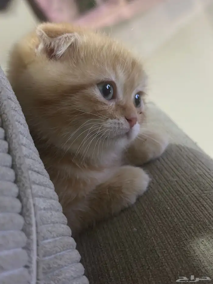 سكوتش فولد 0