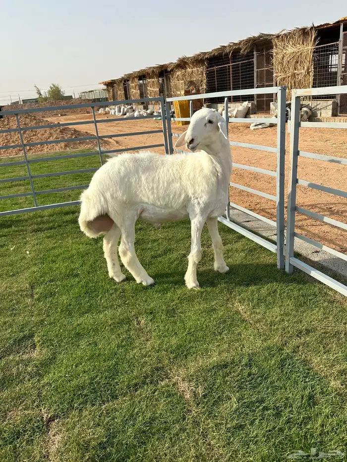 مشاريع فحول حريات 11