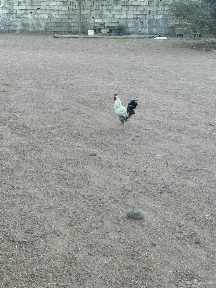 ديك بلدي 4