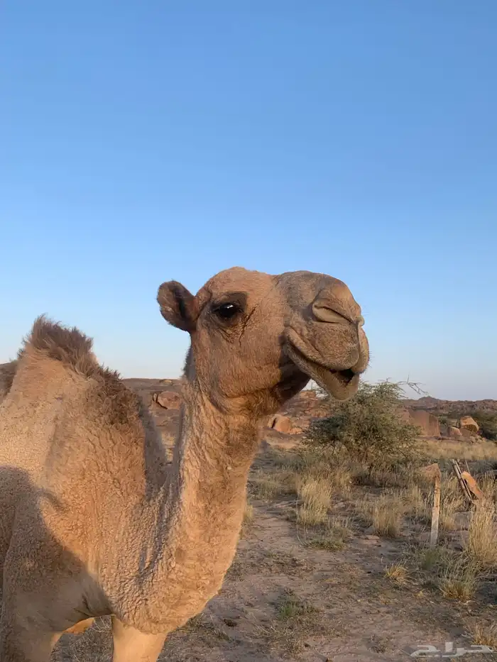 قعود احمر فحل 1