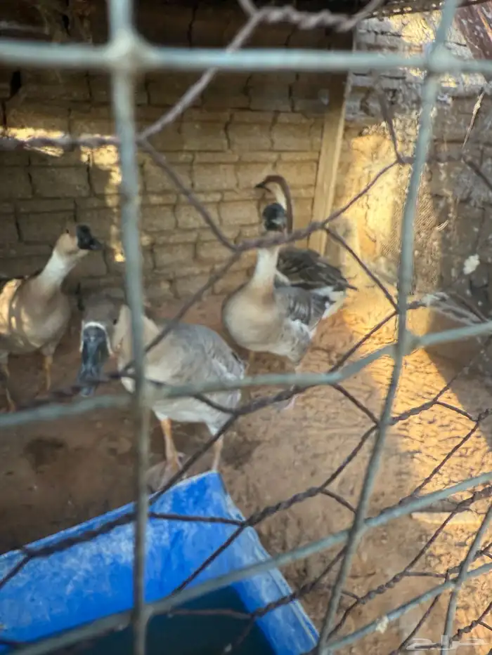 وز عراقي اصل جوزين اربع حبات 1