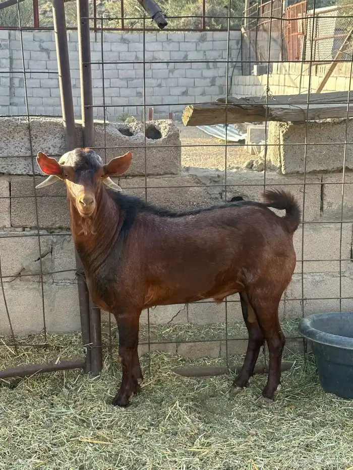 للبيع فحول دهم 1