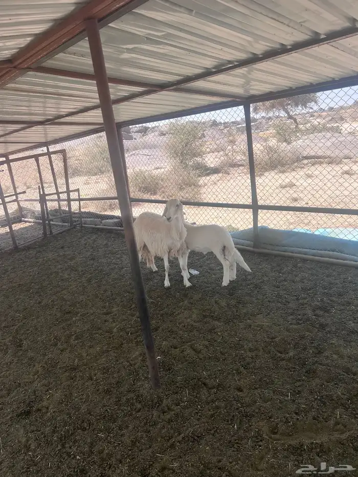 خميس مشيط القاعه 2